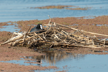 Foulque macroule, Fulica atra, nid