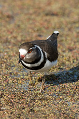 Gravelot à triple collier,.Charadrius tricollaris, Three banded Plover