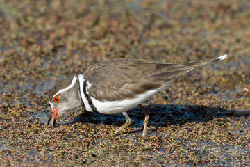 Gravelot à triple collier,.Charadrius tricollaris, Three banded Plover