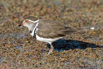 Gravelot à triple collier,.Charadrius tricollaris, Three banded Plover