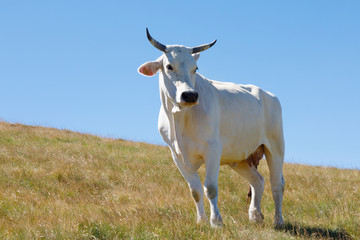 cow on hill © Marco Scalise