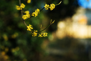 Forsythie