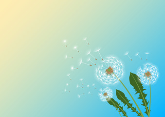 Dandelions with flying fluff on the blue sky and  sunlight background