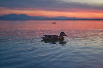 Ente genie&szlig;t die blaue Stunde