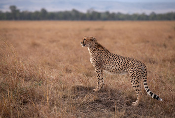 Closeup of a Cheetah on mound, Kenya