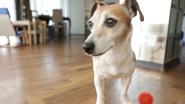 Dog Jack Russell terrier listens carefully, looks away and then leaves. Living family space, kitchen on background. Natural daylight. Video footage