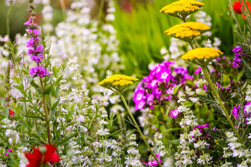 Gold Plate Yarrow with other Flowers in a Green Meadow © Paola Leone