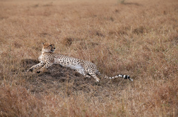 Cheetah resting on a mound at Masai Mara, Kenya