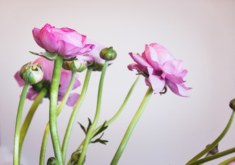 Beautiful Pink Fresh Ranunculus Flowers