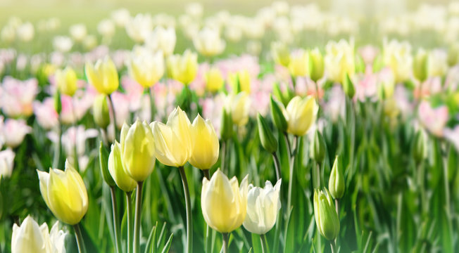 tulips flower, spring nature landscape. floral background for congratulations on March 8, women's day, mother's day. Colorful tulips blooming in sunlight on spring blurred background. soft focus