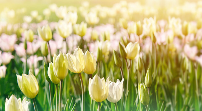 tulips flower, spring nature landscape. floral background for congratulations on March 8, women's day, mother's day. Colorful tulips blooming in sunlight on spring blurred background. soft focus