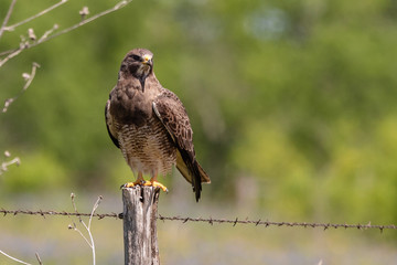 swainsons hawk