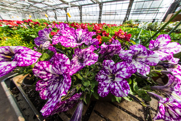 greenhouse flowers