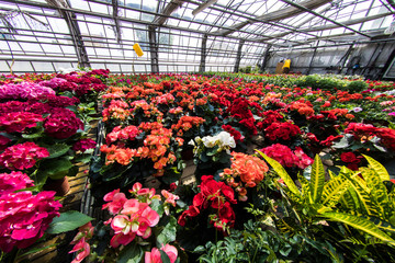 greenhouse flowers
