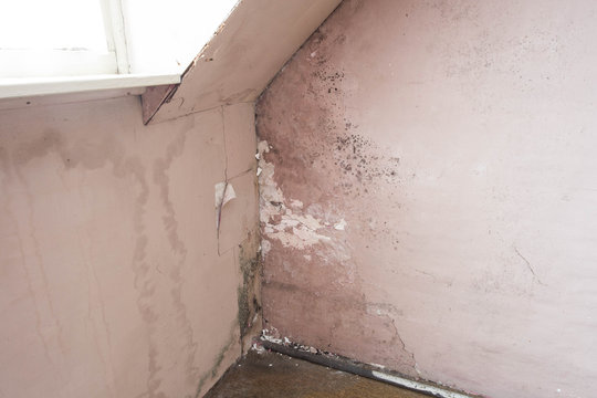 Water damage causing mold growth on the interior walls of a property