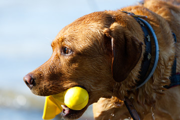 Fuchsroter Labrador Retriever apportiert aus dem Wasser