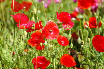 Obraz premium Piękne kwiaty maku na łące w słońcu