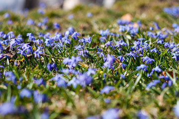 Beautiful garden view with small blue flowers in a small countryside garden.