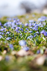 Beautiful garden view with small blue flowers in a small countryside garden.