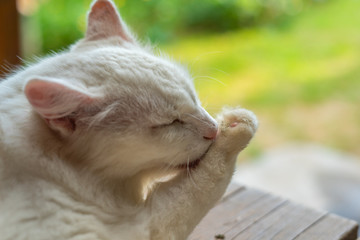 White cat licking paw