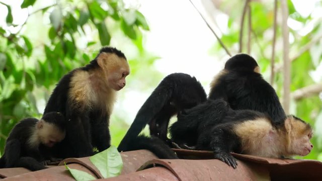 Capuchin tropical family monkeys in the tropics.  The white-headed capuchin, also known as the white-faced capuchin, is a medium-sized New World monkey of the family Cebidae. Exuberant tropical animal