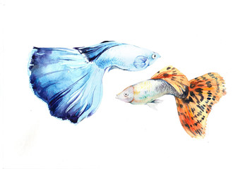 two watercolor guppy fish - obrazy, fototapety, plakaty