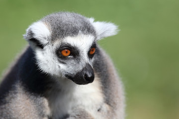 Fototapeta premium Katta / Ring-tailed Lemur / Lemur catta