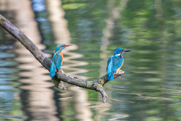 Eisvogel Paar