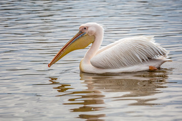 Wild african animals