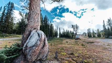 Tree Hump