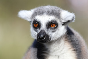 Obraz premium Katta / Ring-tailed Lemur / Lemur catta