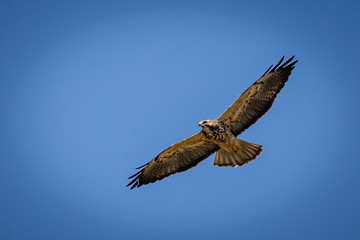 hawk in flight