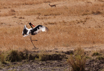 Saddle-billed stork landing at Masai Mara, Kenya