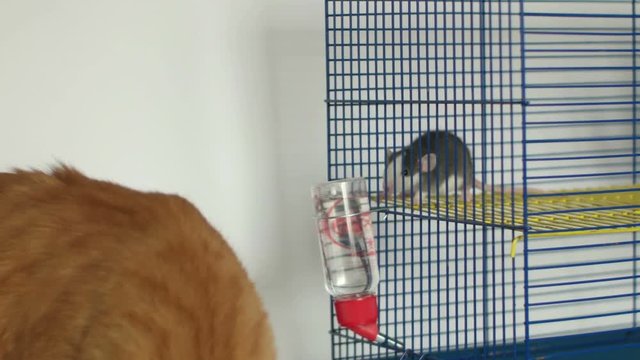 red cat and rat dambo in cage on white background