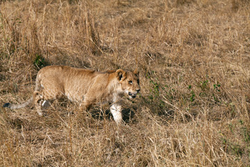 Lion cub in the grasses at Masai Mara, Kenya