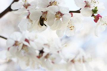 The bee sits on the white flowers of the cherry tree. Close-up, beautiful, romantic blur.