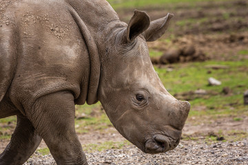 Naklejka premium Wild african animals