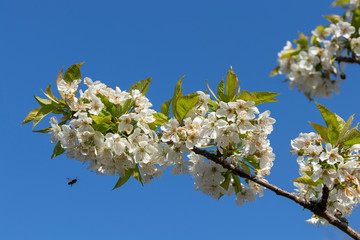 Biene fliegt auf Kirschblüte