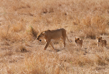 Lioness and cubs moving in Savannah, Masai Mara, Kenya