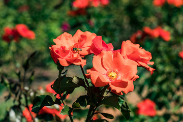 Orange flowers in the sun