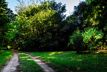 entrada al bosque