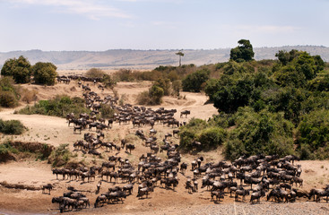 Wildebeests  waiting at the bank of river, Masai Mara, Kenya