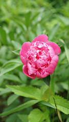 pink rose in the garden