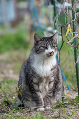 Silver tabby cat sitting in the farm