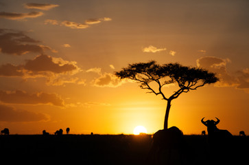 Fototapeta na wymiar Silhouette of wildebeests during sunset, kenya
