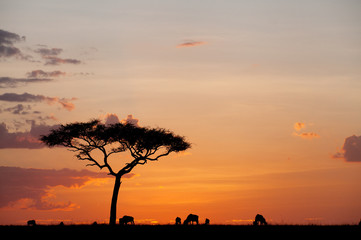 Silhouette of beautiful tree and wildebeests grazing, Kenya