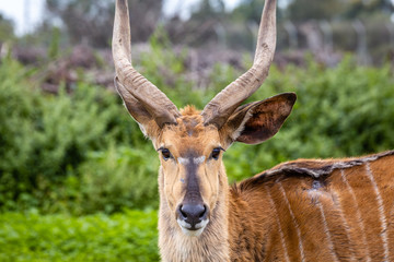 Wild african animals