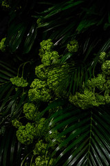 Tropical cataractarum leaves and moss. Dark green background. Backdrop.