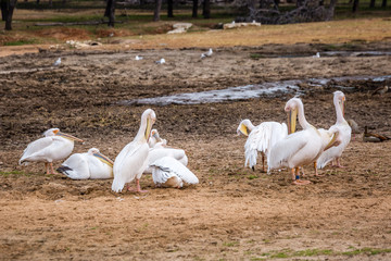 Wild african animals