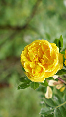 yellow rose
